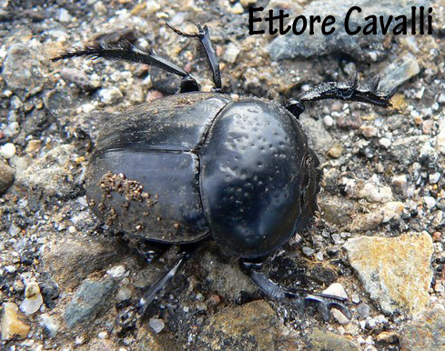 scarabeidi dalla Sardegna